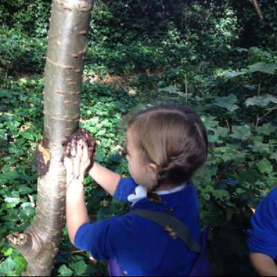 Mondrian Forest School